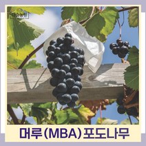 포도나무 묘목 MBA 머루포도 키60cm내외 결실주(분) 1개