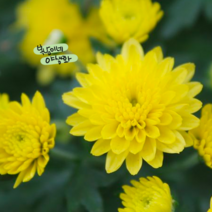 자소다 다크옐로우 [3포트] (복남이네 야생화 모종 정원국화 가든멈), 3개