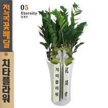 치타플라워 개업축하화분 금전수 공기정화식물 생일 축하 화분 [CTdon06-04] 돈나무 축하 승진 영전 이사 집들이 선물 전국 당일 꽃배달 서비스
