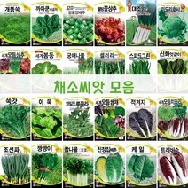 주주씨앗 채소 씨앗 모음전/웰빙 쌈채소/파/배추/루꼴라/상추/양배추/케일/달래/브로콜리/시금치/열무/쑥갓/나물/청경채/모듬/씨앗, 63. 친정집배추 2000립