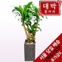 대박플라워 행운목 개업화분 집들이 인테리어 공기정화식물 관엽식물 꽃배달