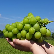 [압도적인 맛] 김천 샤인머수켓 3수(3kg내외) 고당도 샤인머스켓
