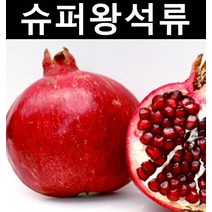 슈퍼왕석류 삽목2년 포트 1개/나무 묘목/과실수/유실수