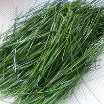 금강송(적송) 솔잎 200g 주문 채취 발송, 1개