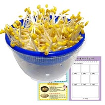 콩나물 키우기 대大 +관찰 기록지 식물 기르기 키트 체험 유치원 어린이집, 단품