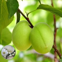 매실나무 묘목 홍매실 4년생분묘, 홍매실분묘