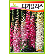 디기탈리스 꽃씨앗 1000립