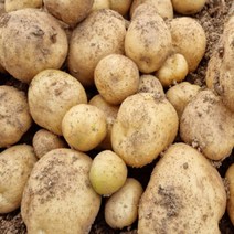 알 감자 햇 수미 못난이 포슬 국내산 5kg 10kg, 알감자 5kg  중, 1개