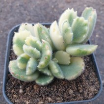 [수암다육] 웅동자금 랜덤발송 Cotyledon tomentosa f. variegata 랜덤발송 다육 다육이 다육식물 516