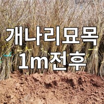 개나리 묘목 1m전후 나무 꽃 봄꽃 철쭉마켓, 개나리묘목1m전후(배송비별도)