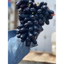 포도 블랙사파이어포도 1k 특(2/3수)아침식사대용 다이어트 건강간식 성인병예방 가정용 헬스다이어트, 상세페이지 참조