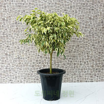 도희씨네 정원>> 토피어리 칼라 벤자민 대형 별빛 벤자민 스타라이트 700″ class=”wr-img”></a></div>
</div>
</div>
</div>
<div class=