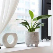 나만 힐링 공기정화식물 콩고