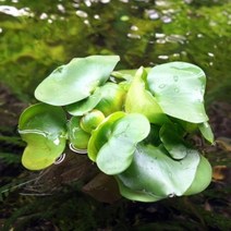 부레옥잠 2뿌리 (부상수초) - (수반 치어은신처), 1개