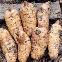 OKYAIOS 야생 신선하다천마 생천마, 1kg, 1개