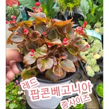 팝콘베고니아-대-레드/팡팡 터지는 모습이 팝콘 베고니아