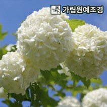 수국백당나무 수국백당 불두화 가림원예조경, 수국백당(불두화) 100cm분묘 개화주