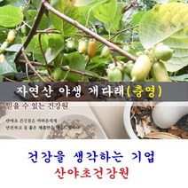 박용복 개다래진액(35일분):70팩