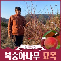 복숭아나무 묘목 2년생 결실주 마도카황도 올유명백도 과실수 유실수 원예 가든, 백도