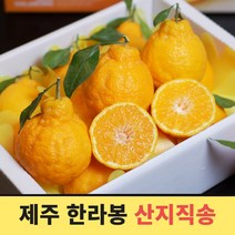 제주 한라봉 고당도 산지직송 한라봉 3kg 5kg 10kg 가정용 선물세트, 고당도 한라봉 선물세트5kg 중대과(18~22수)