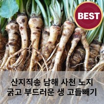 [산지직송] 전남 사천 고들빼기 1.5kg 여수 노지 해풍 맞고자란 뿌리가 굵고 부드러운 생고들빼기, 생고들빼기 1.5kg, 1개