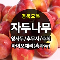 [경북농원] 자두나무 접목묘 특묘 (왕자두/후무사/추희/바이오체리/플럼코트), 바이오체리(흑자두) 접목  상묘