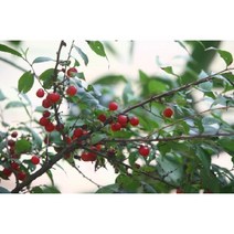 묘목 이스라지(산앵두) /H0.8(80m) N0299