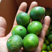 제주도 무농약 청귤 풋귤 산지 농장 직송, 1박스, 제주 청귤(풋귤) 10kg