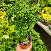 파슬리 폴리셔스 소품 꽃비관엽, 1개