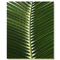 세잔느화실 [캔버스액자]210.코코넛나무잎8