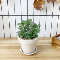 1+1 오데코롱민트 키친허브 화분 세트 타임 바질 베란다 텃밭 허브 키우기, H14.오데코롱민트, H18.스테비아