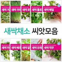 마이플랜트 새싹 채소 씨앗 21종 모음 베란다 텃밭, 종류:베이비채소 시금치