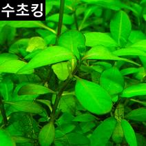 [수초킹] 하이그로 sp. 라운드맆 초보수초 키우기 쉬운 수초 구피수초 구피 새우 음성 활착, (특가) 12촉