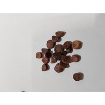 노랑창포씨앗50g(500립)