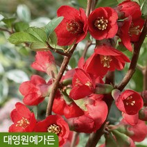 명자나무 흑광 키80cm내외 흙분 꽃나무 정원수 봄꽃