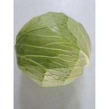 가락시장 직송 달달한 양배추 3 kg