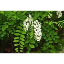 아카시아나무 2년생묘목 밀월식물 5그루묶음, 특묘