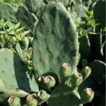 천년초 모종 천년초모종 선인장 천년초줄기 노지재배 손바닥 10cm 이상 1kg, 모종용