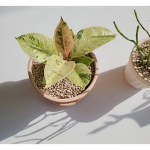 쉬즈베리아나 고무나무 희귀식물 수량몇개없어요~, 쉬즈베리아나토분세트