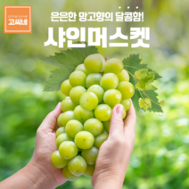 지앤제이 고씨네 프리미엄 샤인머스켓2kg 포도 샤인머스켓가격, one color, free