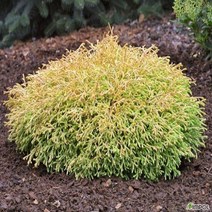 수입 침엽수/ 둥근서양측백-골든투펫 (Golden Tuffet) 5치 포트, 수입 침엽수/ 둥근서양측백-골든투펫5치 포트