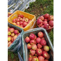 꿀사과 밀양얼음골사과 부사 사과 16브릭스 고당도 대과 특대과 로열과 5kg 10kg, 1개, 대과-5kg