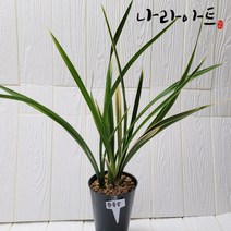 나라아트 행사/황룡금(4-5촉) 동양난 풍난 취미난 선물용 고급난 난기르기 난선물