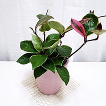 환희호야 행잉 공중 덩쿨 인테리어 키우기 쉬운 식물 핑크화분, 단품, 1개