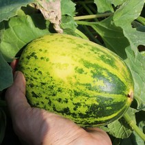 [당일수확] 고령직송 제철 국내산 파파야메론(멜론), 1개, 파파야메론 2kg