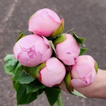 작약 생화 1송이 코랄 농장직송 생화택배 꽃도매 양재꽃시장, 연핑크