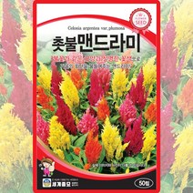 촛불맨드라미 씨앗 맨드라미 씨 종자 50립, 단품