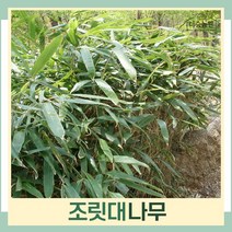 조릿대나무 묘목 키1m(분) 1개
