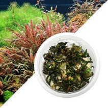 수초-무균 조직배양 하이그로필라 피나디피다-열대어 수중식물/헬로아쿠아