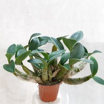 짜리몽땅한 대명석곡, 1개